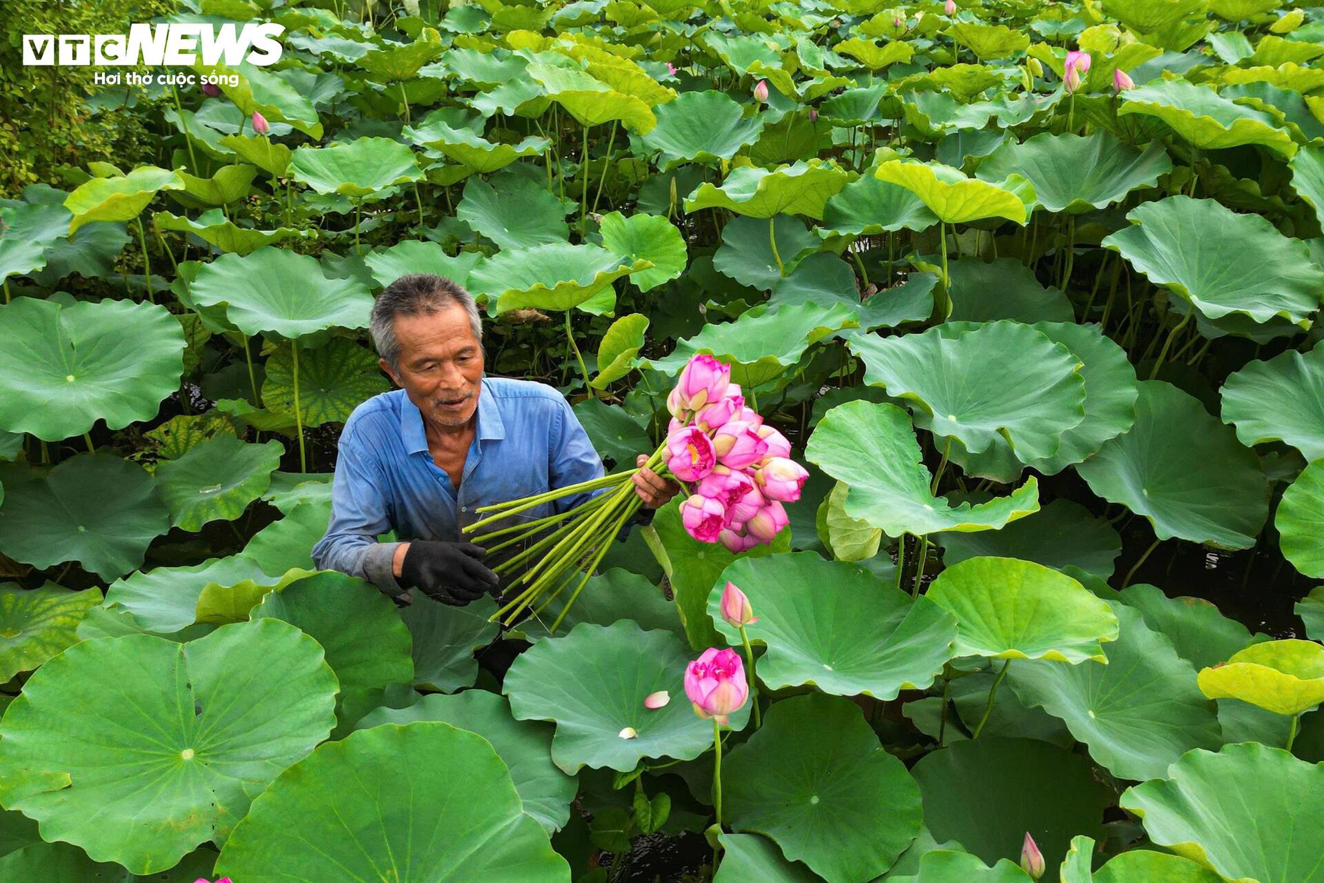 Đầm Bạch Liên hiếm gặp cách trung tâm Hà Nội 20km vào mùa đẹp nhất năm - 13
