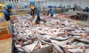'Vua cá tra' Hùng Vương sắp giải thể công ty địa ốc