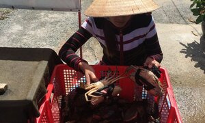 Sự thật về cua biển siêu rẻ, giá chỉ ngang bát phở 50.000 đồng/kg