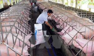Thông tin xuất khẩu lợn sang Trung Quốc đã khơi thông trở lại là không chính xác