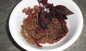 Bất ngờ công dụng ngừa ung thư của loại rau mọc dại khắp Việt Nam