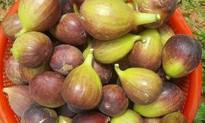 Quả sung to như quả vả ăn ngọt mát, giá tới 350.000 đồng/kg