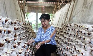 Giám đốc ngân hàng bỏ lương trăm triệu, trồng rau thu 2 tỷ/tháng