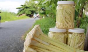 Trồng bồn bồn, nông dân bỗng chốc thành đại gia