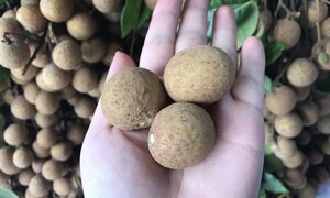 Nhãn lồng Hưng Yên: Mua thế nào để tránh 'nhãn nhái'?