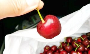 Tin vui: Cherry Úc sạch chính thức được vào Việt Nam