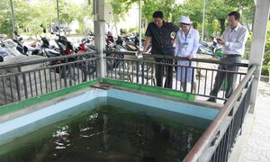 Khó tin, nuôi cá trong bể nước thải của bệnh viện