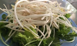 Bơm chất kích thích vào giá đỗ, bị phạt 30 triệu đồng