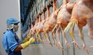 Lô gà đầu tiên của Việt Nam sẽ xuất sang Nhật vào ngày 9/9