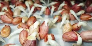 Điểm mặt các loại củ, hạt nảy mầm dẫn đến ung thư gan