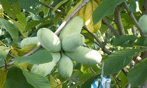 Loại quả giúp bác sỹ 10 năm ung thư gan vẫn sống khỏe