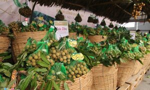 Nhãn Thái Lan vào Việt Nam sau đó lại sang Trung Quốc