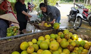 Hàng vạn quả bưởi Phúc Trạch rụng tả tơi, dân tê tái