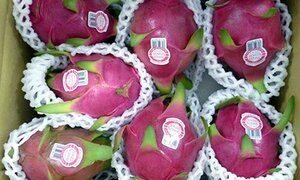 Người Úc khen trái thanh long Việt Nam ngon ‘tuyệt vời'