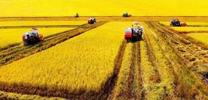 GS Võ Tòng Xuân: Quên ngay cụm từ 'vựa lúa Đồng bằng sông Cửu Long' đi