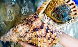'Hoàng hậu' ốc nặng 5kg: Giá 3 triệu đồng, ăn xong tranh nhau cái vỏ