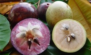 Vú sữa Việt Nam chính thức được xuất khẩu sang Mỹ