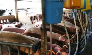 Bắt quả tang cơ sở giết mổ bơm thuốc an thần vào lợn