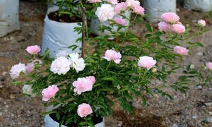 Chiêm ngưỡng hàng ngàn cây hoa hồng của nữ đại gia nơi 'đất vàng' Hồ Tây