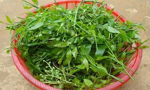 Loại rau rừng đắt hơn thịt, cực tốt được nhiều người tìm mua
