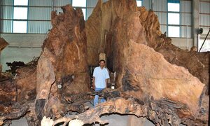 Gốc bàng cổ kỳ bí: 600 năm tuổi giá 35 tỷ đồng