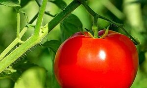 Cảnh báo: Những độc tố khi ăn khoai tây, cà chua, cà tím, ít người biết