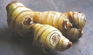 Sau gừng và tỏi, loại củ này cũng có tác dụng như 'thần dược' trong ngày đông lạnh