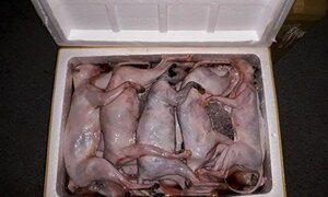 Tin sốc cho người thích thịt mèo: Hơn 1 tấn mèo, gà đông lạnh quá đát bị bắt khi 'tuồn' về Thái Bình
