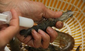 Doanh nghiệp được phép tự công bố chất lượng gần 90% sản phẩm thực phẩm