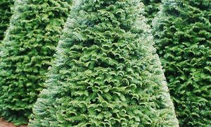 Noel 2017: Dân sành rước cây thông xịn giá ngàn USD về chơi