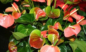 Hoa hồng môn có chất độc 'chết người' đừng dại chưng Tết