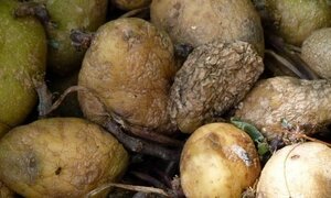 3 người cùng chết khi vào hầm khoai tây để lâu ngày: Củ khoai tây giết người thế nào?