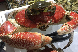 Chiêm ngưỡng con cua 8kg giá 60 triệu đồng tại Việt Nam