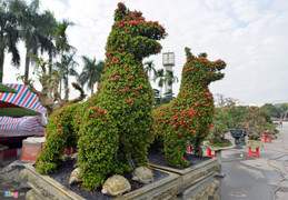 Cây cảnh hoa mẫu đơn hình chó, giá 350 triệu một cặp ở Hà Nội