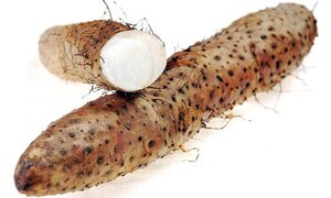Chuyên gia Đông y chia sẻ tác dụng kỳ diệu của 3 'tiên dược' nổi tiếng trong vườn nhà bạn