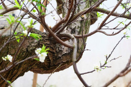 Mận Mộc Châu 'bạt phong hồi đầu' độc nhất vô nhị về Hà Nội