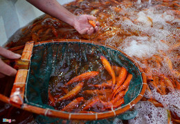 Chợ cá lớn nhất Hà Nội tấp nập trước ngày Táo quân chầu trời