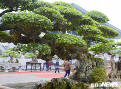 Đầu năm Mậu Tuất, mãn nhãn với siêu phẩm 'Long đàn Phượng vũ' trị giá trên 2 tỷ đồng