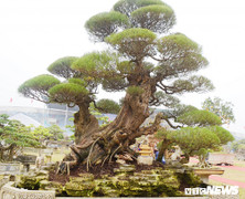 Ngắm đã mắt 'siêu cây phi lao cổ' của đại gia Hưng Yên