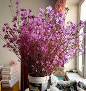 Sẽ rà soát nguy cơ từ hoa đỗ quyên ngủ đông, táo bonsai