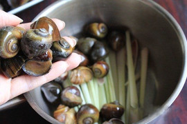 Cách luộc ốc ngon tránh nhiễm khuẩn, ký sinh trùng