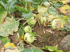 Rau thối ngoài đồng: Chỉ 1 phần nhỏ, dân lãi nhiều rồi, rất phấn khởi