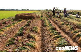 Hành tím Sóc Trăng rớt giá thê thảm, chỉ 6.000 đồng/kg