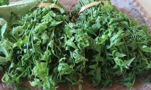 Rau dớn đang được Trung Quốc thu mua ồ ạt có thực sự tốt như lời đồn?