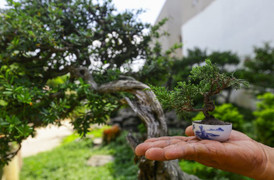 Bonsai tí hon giá chục triệu đồng ở Sài Gòn