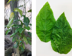 Mẹ mù quáng cho con ăn cháo lá lộc mại chữa táo bón, bé gái 1 tuổi bị tan máu cấp