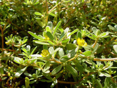 Rau sam, su hào... loại thực phẩm trong vườn nhà có khả năng chống nhiễm trùng tốt