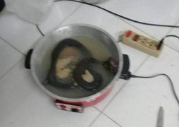 Bắt rắn hổ mang nấu ăn, và cái giá kinh hoàng người đàn ông phải trả