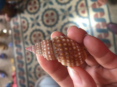 Cô giáo trẻ tê chân tay, ngạt thở, chết thương tâm sau vài giờ ăn ốc biển lạ