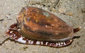 Cô giáo trẻ chết sau khi ăn ốc lạ: Nhận diện những loài ốc có độc tố chết người ở biển Việt Nam